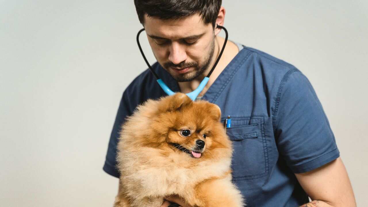 Veterinario