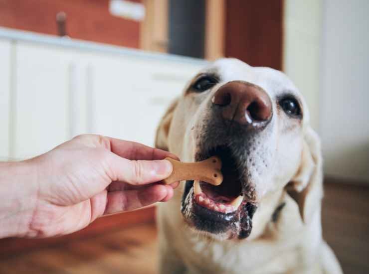 biscotto per cani