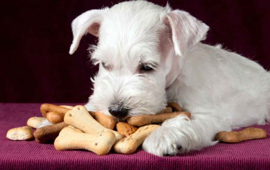 ricetta biscotti per cani