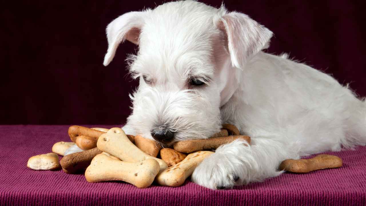 ricetta biscotti per cani