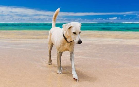 Ecco come va tenuto il cane in spiaggia per non essere multati